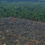 Brasil. Greenpeace denuncia la importación española de carne procedente de la deforestación de la Amazonia