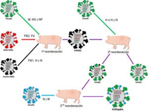 origen-de-la-cepa-causante-de-la-pandemia-de-2009-h1n1pdm_88145