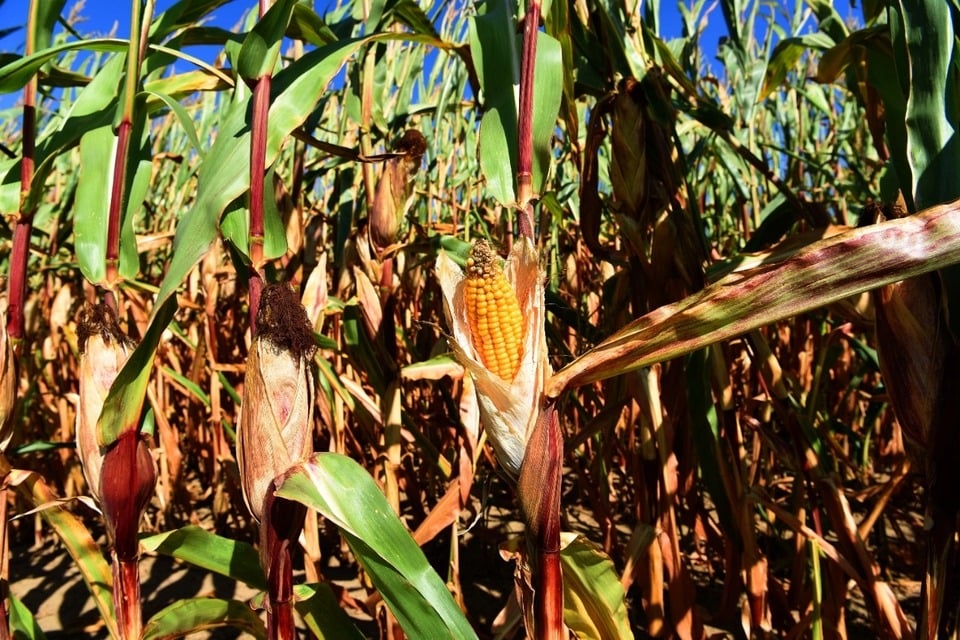 El gobierno convocará al diálogo a los actores del mercado del maíz.