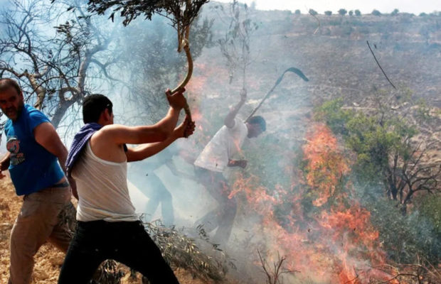 Palestina. Campaña de apoyo a agricultores palestinos ante ataque de colonos israelíes