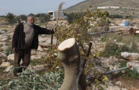 Israel. Destruye una reserva natural arrancando 10.000 árboles