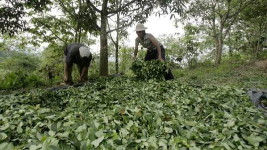 Perú. Persiste bloqueo vial de cultivadores de hoja de coca