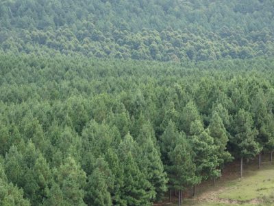 Uruguay. Recurren decreto que aumenta las áreas forestables